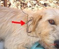 Έδεσσα: Παράτησε τον σκύλο δεμένο με σύρμα στο λαιμό και στα πόδια